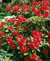 Rhododendron yakushimanum September Red