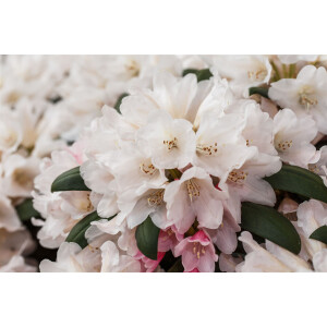 Rhododendron yakushimanum Taroko