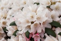 Rhododendron yakushimanum Taroko