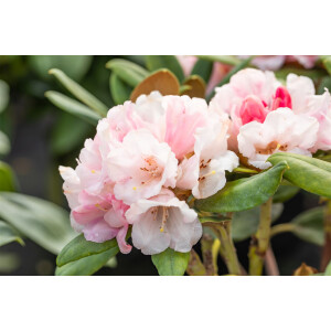 Rhododendron yakushimanum Wanna Bee