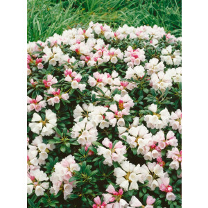 Rhododendron yakushimanum Weissenburg
