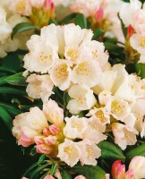 Rhododendron yakushimanum Yaku Angel