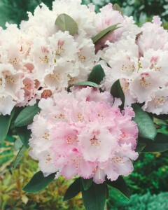 Rhododendron yakushimanum Yaku Queen