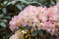 Rhododendron yakushimanum Yaku Queen