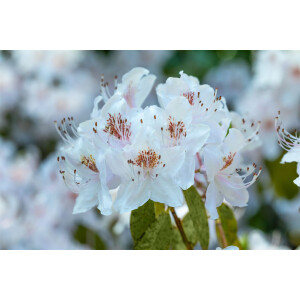 Rhododendron yunnanense