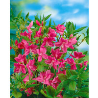 Rhododendron albrechtii C 5 40- 50