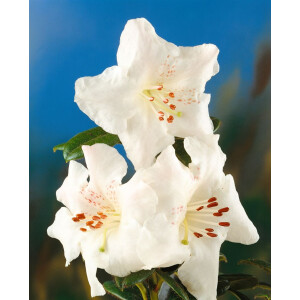 Rhododendron arborescens C 5 50- 60