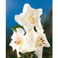 Rhododendron arborescens C 5 50- 60
