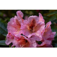 Rhododendron augustinii C 5 40- 50