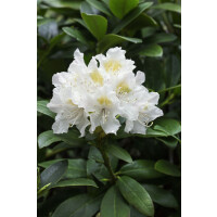 Rhododendron brachycarpum mB 70- 80