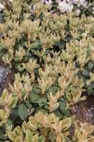 Rhododendron bureavii mB 30- 40