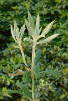 Rhododendron bureavii Volce mB 30- 40