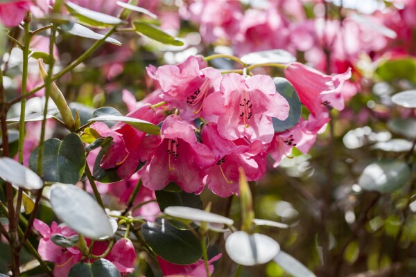 Rhododendron callimorphum C 2 25- 30