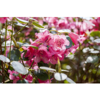 Rhododendron callimorphum mB 40- 50