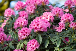 Rhododendron calophytum Dominik mB 30- 40