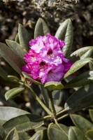 Rhododendron calophytum Dominik mB 40- 50