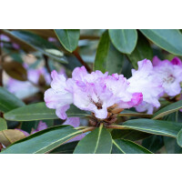 Rhododendron campanulatum mB 30- 40
