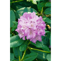 Rhododendron campanulatum aeruginosum mB 30- 40