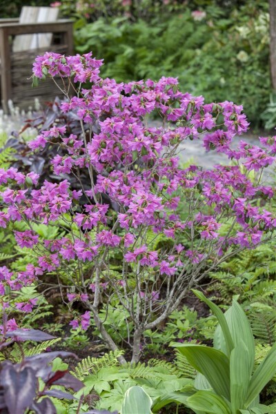 Rhododendron dauricum C 5 40- 50