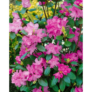 Rhododendron dauricum C 5 40- 50