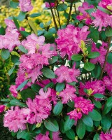 Rhododendron dauricum C 5 40- 50