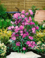 Rhododendron dauricum C 5 40- 50