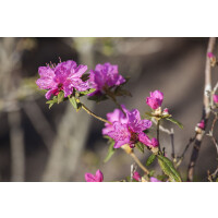 Rhododendron dauricum Boskoop Ostara C 5 30- 40