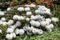 Rhododendron decorum mB 30- 40