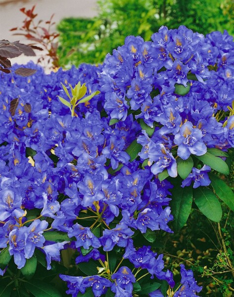 Rhododendron fastigiatum Intrifast C 2 20- 25