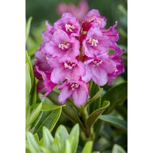Rhododendron ferrugineum C 2 12- 15