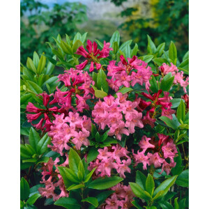 Rhododendron ferrugineum C 2 12- 15