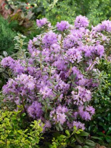 Rhododendron hippophaeoides Blue Silver C 5 30- 40