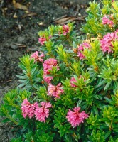 Rhododendron hirsutum C 5 30- 40