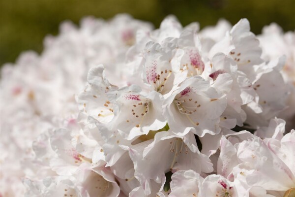 Rhododendron Hybride Blewbury C 5 30-40