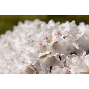 Rhododendron Hybride Blewbury C 5 30-40