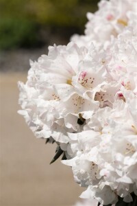 Rhododendron Hybride Blewbury C 5 30-40