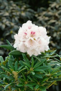 Rhododendron Hybride Blewbury C 5 30-40