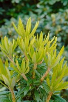 Rhododendron Hybride Blewbury C 5 30-40