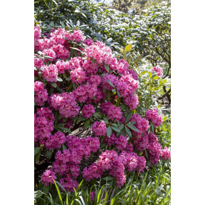 Rhododendron Hybride James Brigham mb 50-60 cm