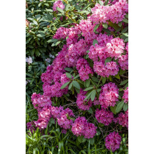 Rhododendron Hybride James Brigham mb 50-60 cm