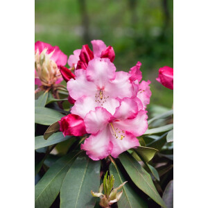 Rhododendron Hybride Lems Monarch C 7,5 40-50