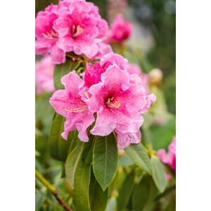 Rhododendron Hybride Spätlese 2xv mb 50-60 cm