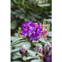 Rhododendron Hybride Tonika mb 40-50 cm