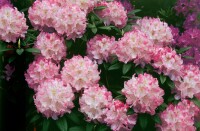 Rhododendron insigne mB 25- 30