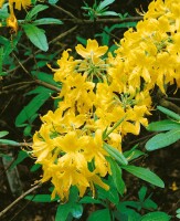 Rhododendron lutescens C 5 30- 40