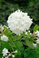 Rhododendron luteum June Jubilee C 5 40-50