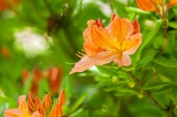 Rhododendron luteum orange  mB 100- 120
