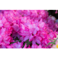 Rhododendron makinoi Rosa Perle mB 30- 40