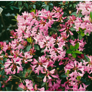 Rhododendron minus C 2 15-20