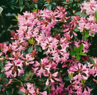 Rhododendron minus mB 30- 40